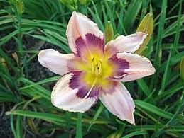 White Violet Hemerocallis Flower Seeds for Planting – Heirloom Non-GMO High Germination Organic Garden Seeds