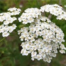 White Yarrow Flower Seeds for Planting – Heirloom, Non-GMO, Cut Flower Favorite, High Germination