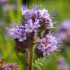 Lacy Phacelia Flower Seeds for Planting – Sun Loving, Heirloom, Non-GMO, High Germination Garden Seeds