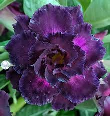 Dark Purple Adenium Obesum Seeds for Planting – Shade Tolerant, Heirloom, Non-GMO Organic Garden Seeds