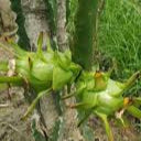 Fresh Light Green Pitaya fruit seeds for planting - Heirloom & Non-GMO Garden seeds, exotic fruits for easy home growing