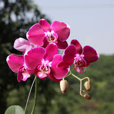 Pink Orchid Flower Seeds for Planting – Long Bloom Season, Heirloom, Non-GMO, High Germination Garden Seeds