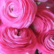 Pale Pink Ranunculus Flower Seeds for Planting – Premium Quality Heirloom Non-GMO Organic Garden Seeds