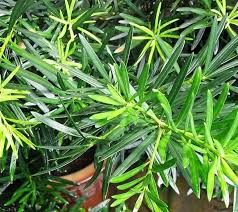 Podocarpus Macrophyllus Seeds for Planting – Compact Growth, Heirloom & Non-GMO