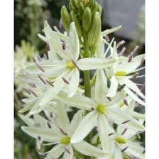 Heirloom Camassia Leichtlinii Flower Seeds – Non-GMO, High Germination Organic Garden Seeds