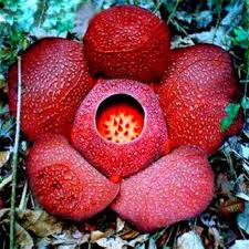 Flower Seeds, Seeds,Seeds For Planting,Plant Seeds