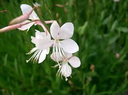 Gaura Lindheimeri Flower Seeds for Planting – Colorful Display Heirloom Non-GMO Seeds
