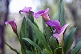 Calla Purple Flower Seeds for Planting | Heirloom Non-GMO Organic Garden Seeds, High Germination