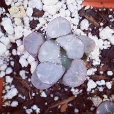 Purple Haworthia Maughanii Flower Seeds for Planting – Perfect for Borders, Heirloom, Non-GMO, High Germination