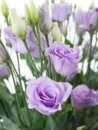 Lavender Eustoma (Lisianthus) Flower Seeds for Planting – Heirloom Non-GMO High Germination Organic Garden Seeds