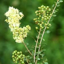 Lawsonia Inermis Flower Seeds for Planting – Wildflower Mix, Heirloom, Non-GMO & High Germination Seeds