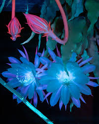 Light Blue Epiphyllum Flower Seeds for Planting | Heirloom Non-GMO High Germination Organic Garden Seeds