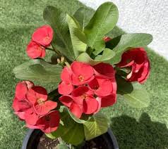 Deep Red Euphorbia Milii Flower Seeds for Planting | Heirloom Non-GMO High Germination Organic Garden Seeds
