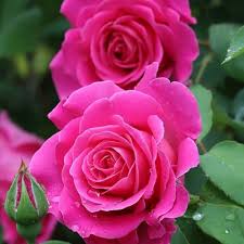 Deep Pink Rose Flower Seeds for Planting – Heirloom, Non-GMO, High Germination Organic Garden Seeds