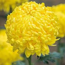 Yellow Chrysanthemum Flower Seeds – Heirloom, Non-GMO, High Germination Organic Garden Seeds