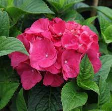 Flower Seeds, Seeds,Seeds For Planting,Plant Seeds