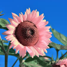 Sunflower Flower Seeds for Planting – Heirloom, Non-GMO, Premium Quality, High Germination