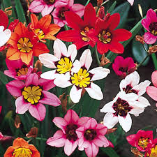 White Sparaxis Tricolor Flower Seeds for Planting – Heirloom, Non-GMO, High Germination Organic Garden Seeds