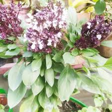 Basil Scented Flower Seeds for Planting | Heirloom Non-GMO Organic Garden Seeds
