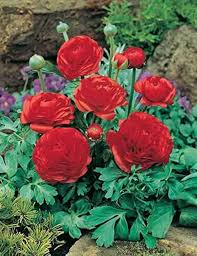 Red Ranunculus Flower Seeds for Planting – Heirloom, Non-GMO, Compact Growth Organic Garden Seeds