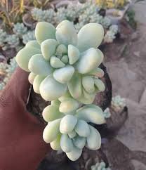 Pachyphytum Compactum Flower Seeds for Planting – Heirloom, Non-GMO, High Germination Organic Garden Seeds