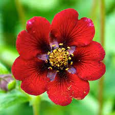 Flower Seeds, Seeds,Seeds For Planting,Plant Seeds
