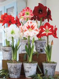 Pale Green Amaryllis Flower Seeds – Heirloom, Non-GMO, High Germination Organic Garden Seeds