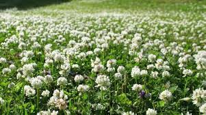 Dutch Clover Flower Seeds for Planting – Heirloom, Non-GMO, Sun Loving Organic Garden Seeds