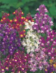 Toadflax Flower Seeds for Planting – Shade Tolerant, Heirloom & Non-GMO Seeds