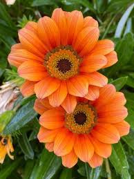 Red Orange Gazania Flower Seeds for Planting – Perfect for Borders, Heirloom, Non-GMO, High Germination