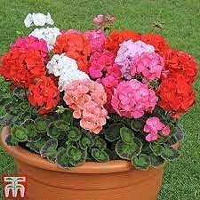 Mixed Geranium Flower Seeds for Planting – Heirloom, Non-GMO, Pollinator-Friendly Organic Garden Seeds