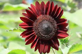 Chocolate Sunflower Flower Seeds for Planting – Heirloom, Non-GMO, Premium Quality, High Germination