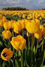 Yellow Tulip Flower Seeds for Planting – Low Maintenance Heirloom Non-GMO Organic Garden Seeds