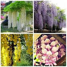 Wisteria Flower Seeds for Planting – Vibrant Colors, Heirloom, GMO Free Organic Garden Seeds