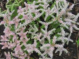 Pink Green Sedum Seastar Flower Seeds for Planting – Heirloom, Non-GMO, Pollinator Friendly Organic Garden Seeds