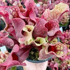 Sarracenia Flower Seeds for Planting – Heirloom, Non-GMO, Wildflower Mix Organic Garden Seeds