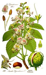 Horse Chestnut Flower Seeds for Planting – Heirloom, Non-GMO, High Germination Organic Garden Seeds