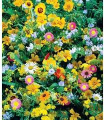 Melampodium Paludosum Flower Seeds – Heirloom, Non-GMO, Long Bloom Season