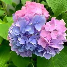 Blue Purple Hydrangea Flower Seeds for Planting – Heirloom, Non-GMO, High Germination Organic Garden Seeds
