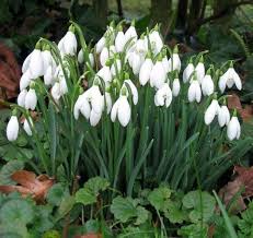 White Galanthus Flower Seeds for Planting – Heirloom, Non-GMO, Garden Favorite Seeds