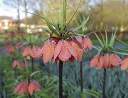 Imperial Crown Flower Seeds for Planting – Heirloom, Non-GMO, High Germination Organic Garden Seeds