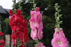 Mixed Hollyhock Flower Seeds for Planting – Heirloom, Non-GMO, High Germination Organic Garden Seeds