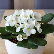 White African Violet Flower Seeds for Planting – Heirloom, Non-GMO, High Germination Organic Garden Seeds