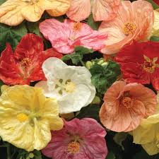 Abutilon Bellvue Flower Seeds for Planting – Heirloom, Non-GMO, Drought Tolerant Organic Garden Seeds