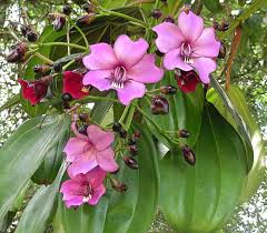 Meriania Nobilis Flower Seeds for Planting – Garden Favorite, Heirloom, Non-GMO, Organic Garden Seeds
