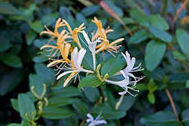 Lonicera Fragrantissima Flower Seeds for Planting – Wildflower Mix, Heirloom, Non-GMO, High Germination Seeds