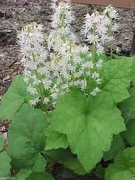 Green Tiarella Flower Seeds for Planting – Heirloom Non-GMO, High Germination Organic Garden Seeds
