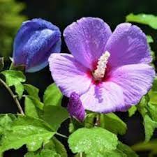 Violet Hibiscus Flower Seeds for Planting – Pollinator Friendly, Heirloom, Non-GMO Seeds for Home Garden