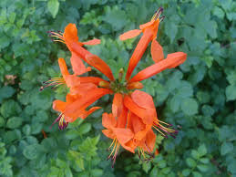 Orange Cape Honeysuckle Flower Seeds for Planting – Heirloom, Non-GMO, Wildflower Mix, High Germination