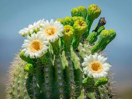 Vegetable Seeds,Garden seeds, Seeds For Planting,Plant Seeds